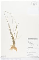 藏品(釣耜草)的圖片