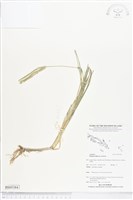 藏品(牛筋草)的圖片