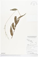 藏品(竹葉草)的圖片