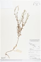 藏品(圓錐花遠志)的圖片