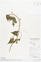 藏品(小花蔓澤蘭)的圖片