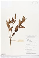 藏品(金午時花)的圖片