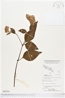 藏品(鱗花草)的圖片