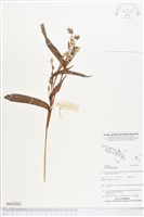 藏品(薏苡)的圖片