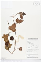 藏品(毛西番蓮)的圖片