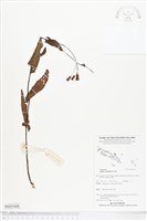 藏品(紫背草)的圖片