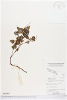 藏品(草胡椒)的圖片