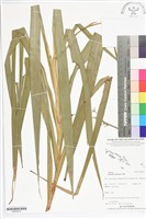 藏品(桔梗蘭)的圖片