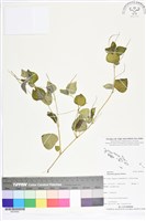 藏品(椒草)的圖片