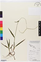 藏品(兩耳草)的圖片