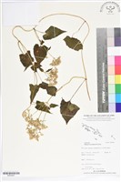 藏品(小花蔓澤蘭)的圖片