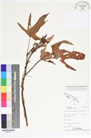 藏品(甘藷、地瓜)的圖片