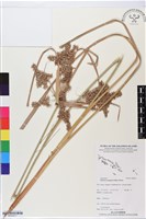 藏品(密穗磚子苗)的圖片