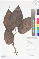 藏品(澀葉榕)的圖片