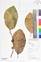 藏品(大冇榕、稜果榕)的圖片