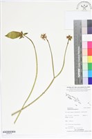 藏品(白苞猩猩草)的圖片