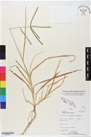 藏品(牛筋草)的圖片