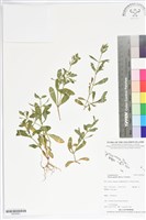 藏品(通泉草、六角定經草)的圖片