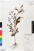 藏品(水丁香)的圖片