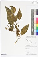 藏品(燈籠草)的圖片