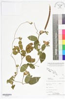 藏品(蝶豆、蝴蝶花豆)的圖片