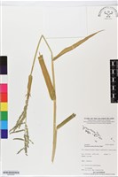 藏品(巴拉草)的圖片