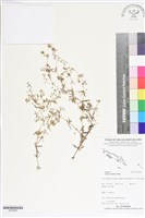 藏品(定經草、珠仔草)的圖片