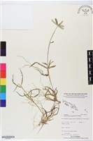藏品(龍爪茅)的圖片