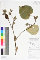 藏品(黃槿)的圖片