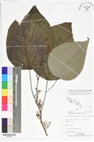 藏品(野桐)的圖片