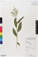 藏品(假淡竹葉)的圖片