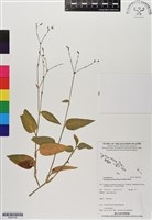 藏品(水竹葉)的圖片