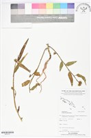 藏品(岩大戟)的圖片