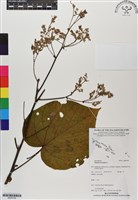 藏品(克蘭樹)的圖片