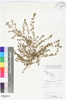 藏品(千根草)的圖片