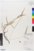 藏品(短穎馬唐)的圖片