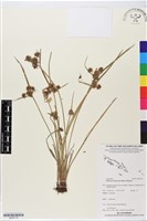 藏品(磚子苗)的圖片