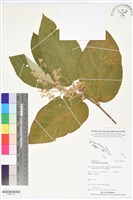 藏品(呂宋莢迷)的圖片