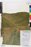 藏品(姑婆芋)的圖片