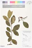 藏品(山香圓)的圖片