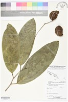 藏品(蘭嶼肉豆蔻)的圖片