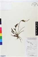 藏品(台灣竹葉蘭)的圖片