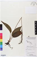 藏品(滿綠隱柱蘭、美唇隱柱蘭)的圖片