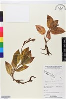 藏品(綠花斑葉蘭、鳥喙斑葉蘭)的圖片