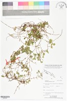 藏品(蠅翅草、三點金草)的圖片