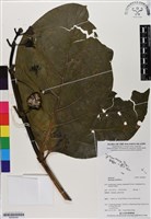 藏品(檄樹、諾麗果)的圖片