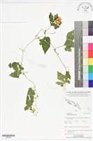 藏品(苦瓜)的圖片