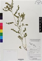 藏品(小返魂)的圖片