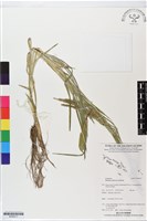 藏品(牛筋草)的圖片