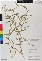 藏品(芻蕾草)的圖片